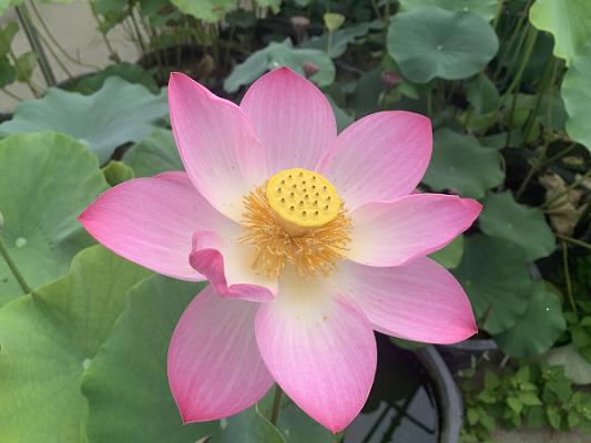 Werner Wallner Gartenbaubetrieb