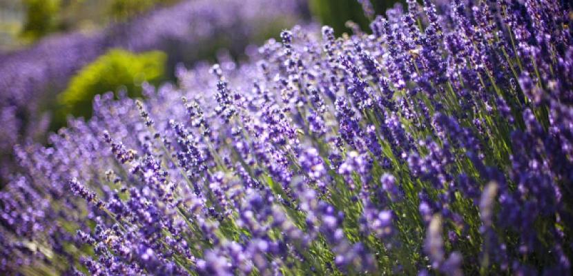 Bucksbaum Garten- und Landschaftsbau