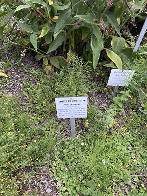 Kräutergarten Scheidegg