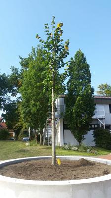 Garten- und Landschaftspflege Sven Hahn
