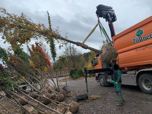 Baumpflege Zöllner