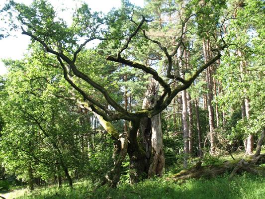 Udo Kaller Baumservice