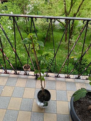Exoticplant