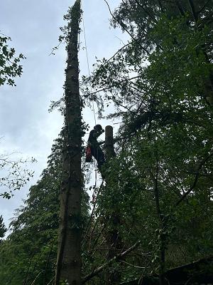 Baumservice, Bös Thilo