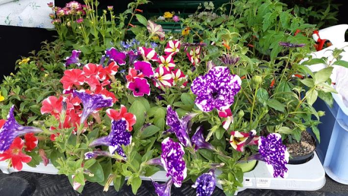 Andrea Lüders Gartenbau