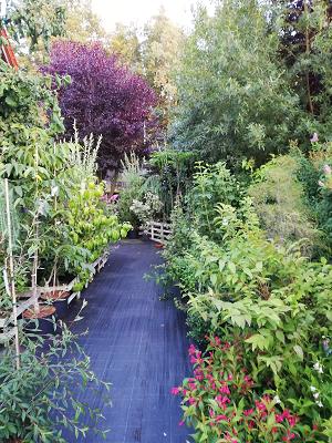 Dipl. Ing. (FH) Silke Springborn Gartencenter