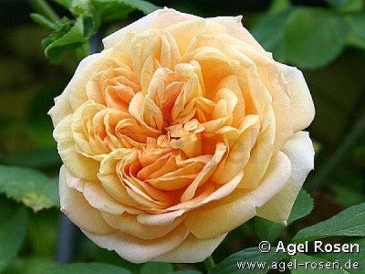 Agel Garten UG & Co. KG