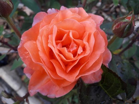 für deinen Garten
