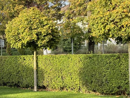 Felix Friederichs Gardening