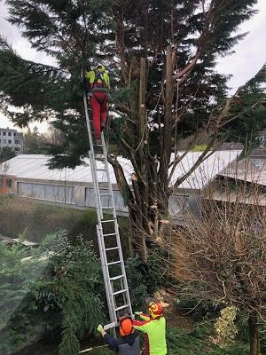 Baumdienste Peter Kiesow & Team