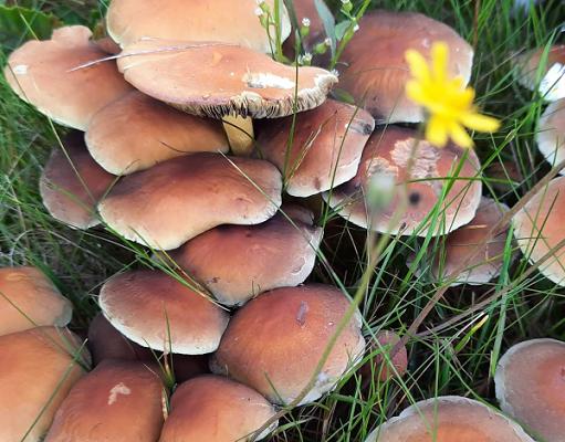Gartenpflege Schwebel