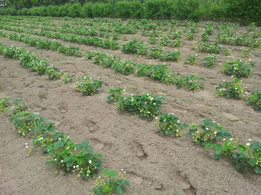 Erdbeeren Tolzien