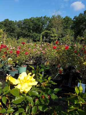 Baumschulen R. G. Müller, Inh. Klaus Müller