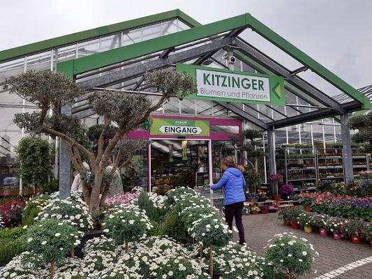 Kitzinger Blumen und Pflanzen