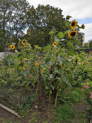 Garten im „NiemandsLand“