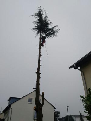 Wagnerdienst - Baumpflege & Baumfällung