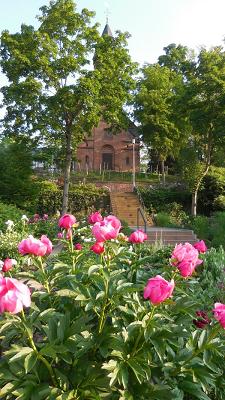 Peony garden