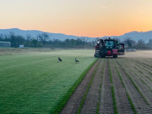 Büchner Fertigrasen-Kulturen