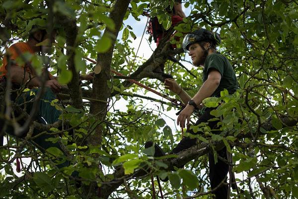 Arboreal - Baumpflege Fabian Kaufmann