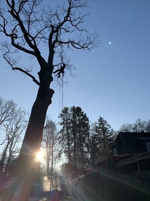 Ueberschaer Baum- und Gartenpflege