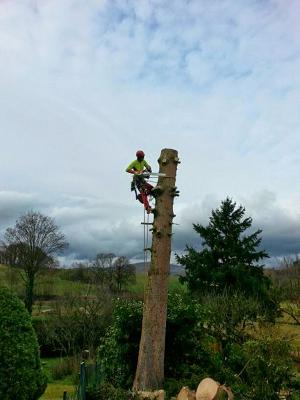 AlWa Treecare Baumpflege Baumfällungen Seilklettertechnik Häckselarbeiten