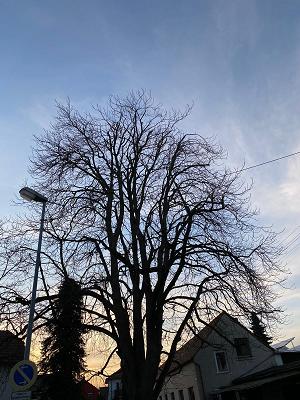 Garten-& Landschaftspflege