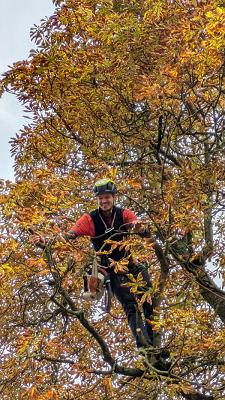 Baumpartner Marburg - Baumpflege, Baumfällung, Baumkontrolle