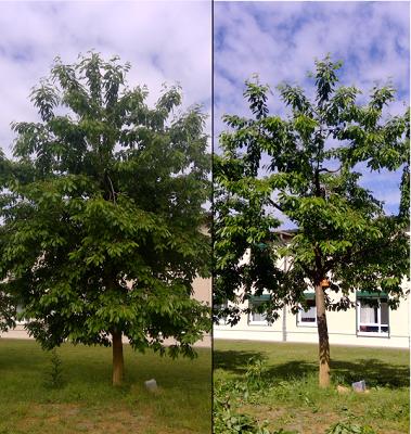 Mann im Baum - Baumpflege