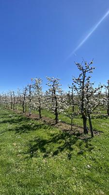 Verein für Gartenbau u. Landschaftspflege Inheiden e.V.