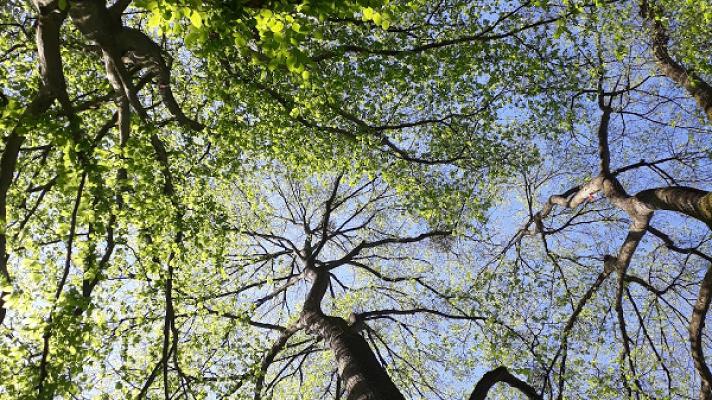 Baumheld - Baumpflege - Baumfällung - Gartenpflege Fabian Held