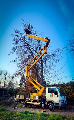 Baumexperte - Baumpflege - Robert Fritzowski