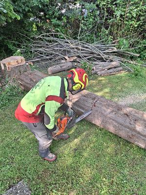 Baumdienste Lindenthal