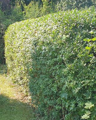 Servicepartner für Haus und Garten