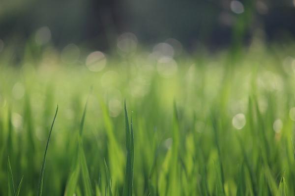 Garten und Grundstückspflege