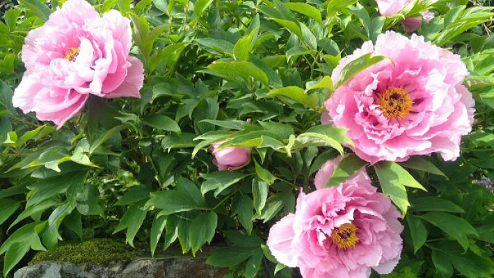 Prange Gartenservice
