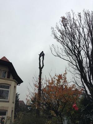 Die Pressler Baumpflege & GaLaBau