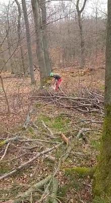 Baumpflege Thomas Haas