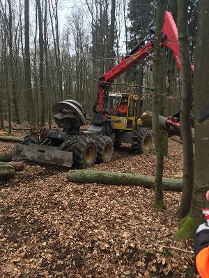 Baum- und Gartenpflege Kraus
