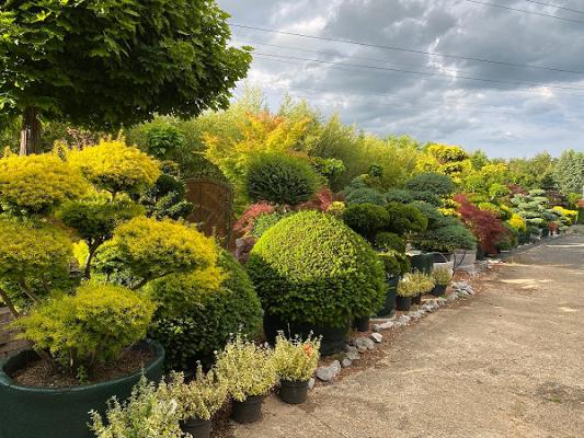 Baumschule Steger GbR