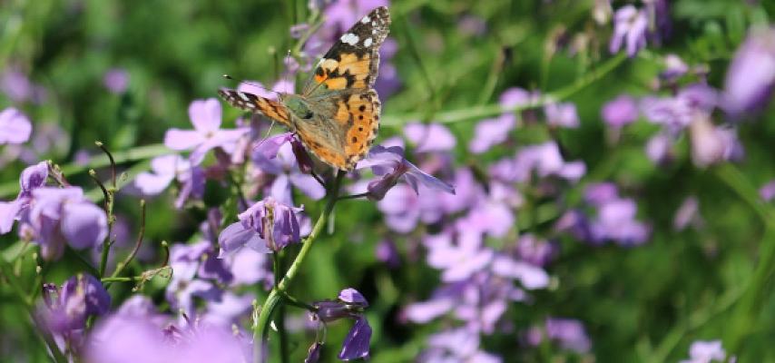 Susanne Piwecki Naturgartenplanerin