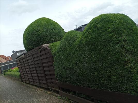 Grünzwerg-Gartenpflege Markus Guth