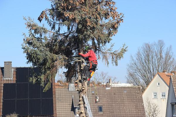 Wolfram Forst-& Grundstücksservice