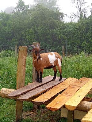 Baumschubsers Ziegenschanze/ Claudias klein Fehmarn