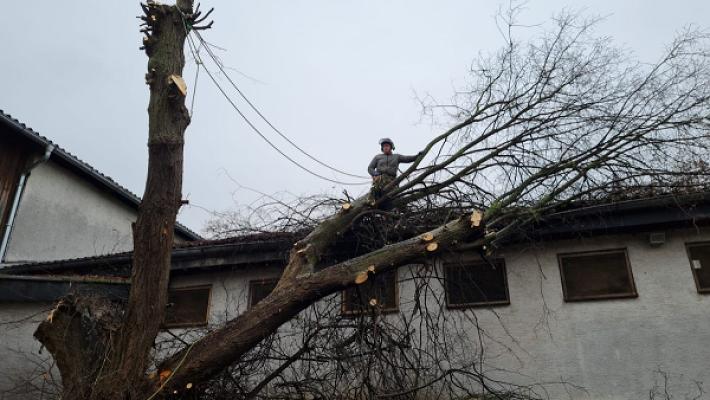 Baumpflege & Garten- und Landschaftsbau Pill