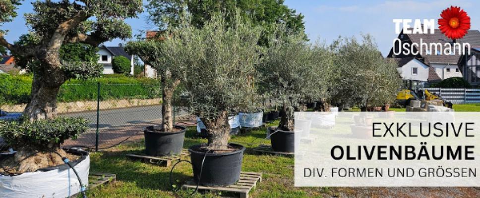 Olivenbäume vom TEAM Oschmann