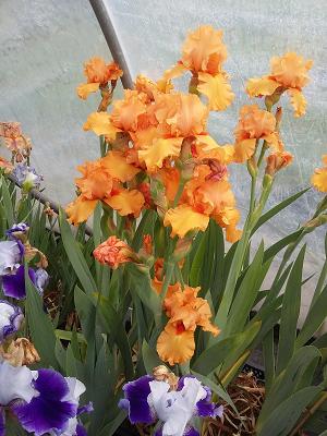 Staudengarten Daum - Gärtnerei