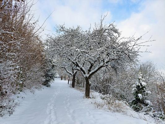 Obstbäume