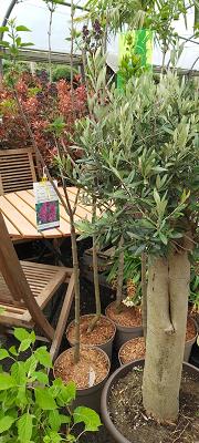 Baumschule Georg Leinweber