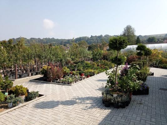 Sascha Walter Baumschule