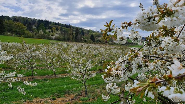 Gerd Bergmann Handelsvertretung & Beratung im Gartenbau